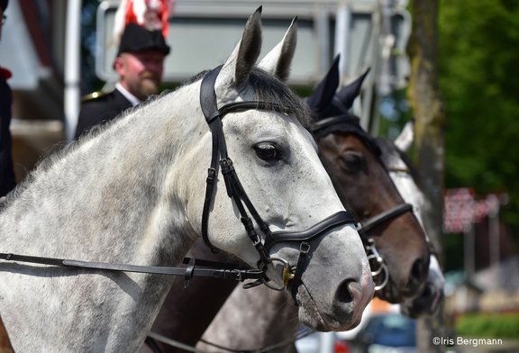 DSC_7984 Kopie.jpg 